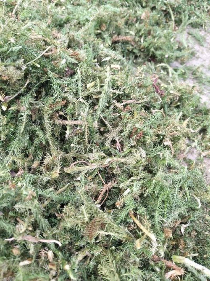 伸筋草，正品伸筋草片，干净无杂质量保证！