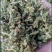伸筋草，正品伸筋草片，干净无杂质量保证！