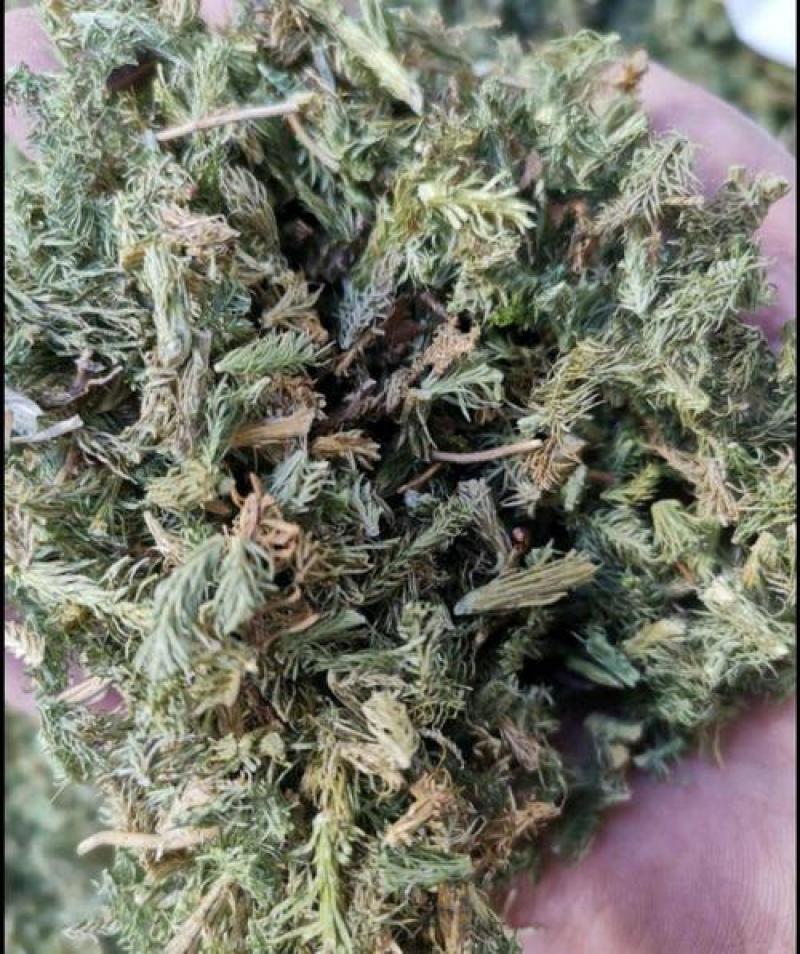 伸筋草，正品伸筋草片，干净无杂质量保证！
