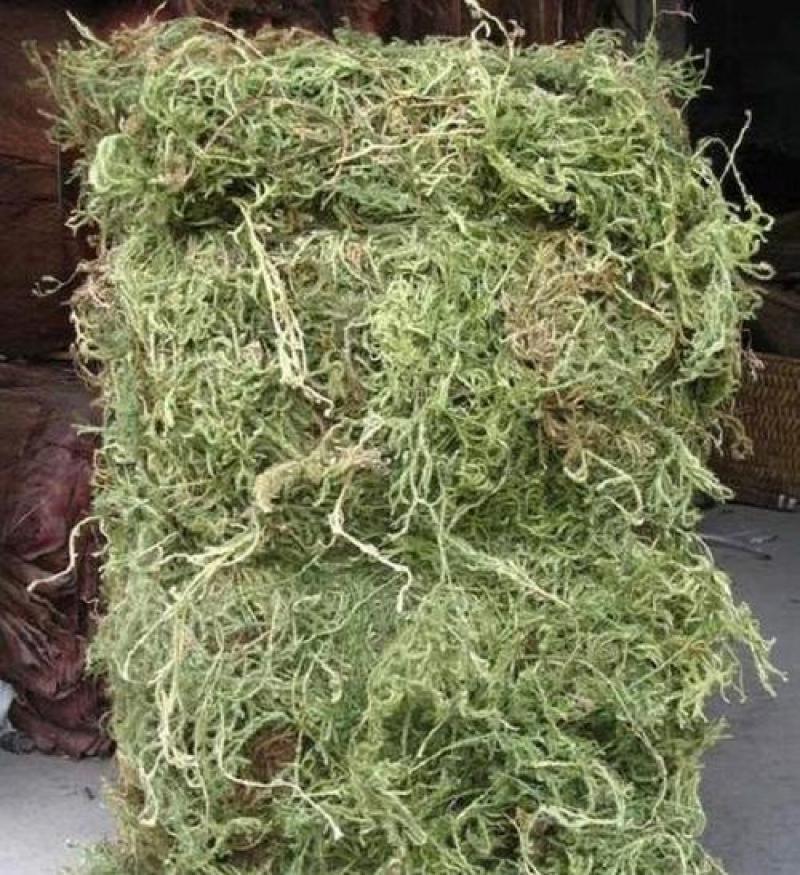 伸筋草，正品伸筋草片，干净无杂质量保证！