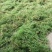 伸筋草，正品伸筋草片，干净无杂质量保证！