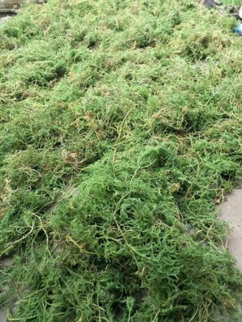 伸筋草，正品伸筋草片，干净无杂质量保证！