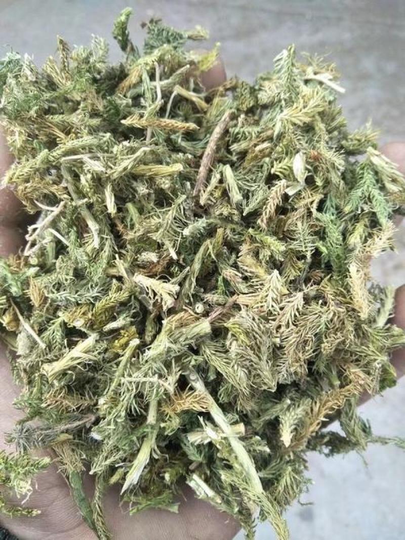 伸筋草，正品伸筋草片，干净无杂质量保证！