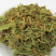 伸筋草，正品伸筋草片，干净无杂质量保证！