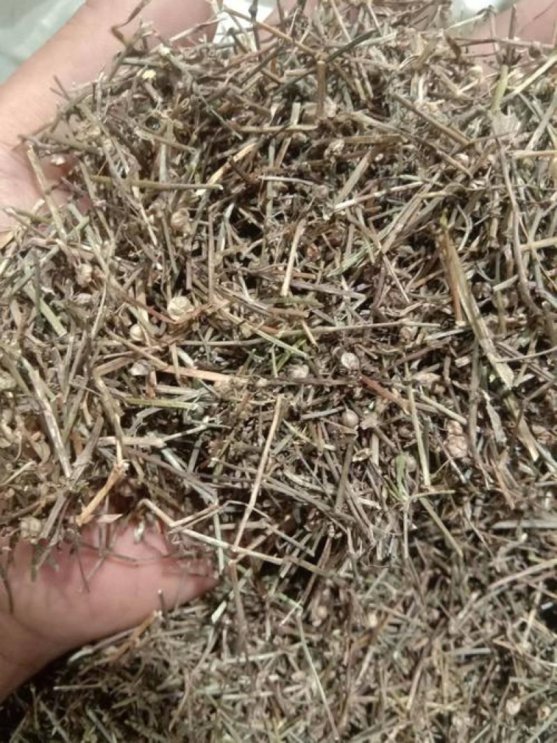 白花蛇舌草，野生白花蛇舌草新货切片干净无杂现货供应！