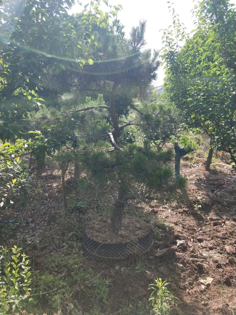 造型油松，可以孤植在景点或是建筑物附近，适应环境能力强。