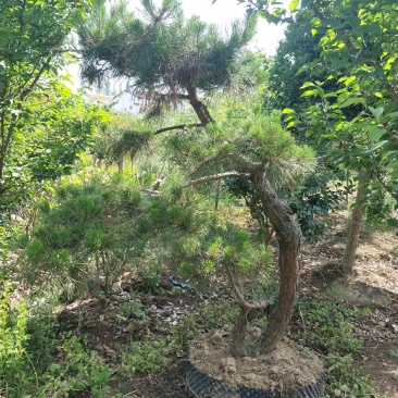 造型油松，可以孤植在景点或是建筑物附近，适应环境能力强。