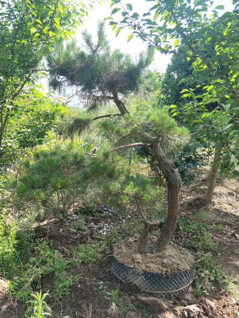 造型油松，可以孤植在景点或是建筑物附近，适应环境能力强。
