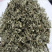 车前草，野生车前草新货切片现货供应中欢迎咨询购买！