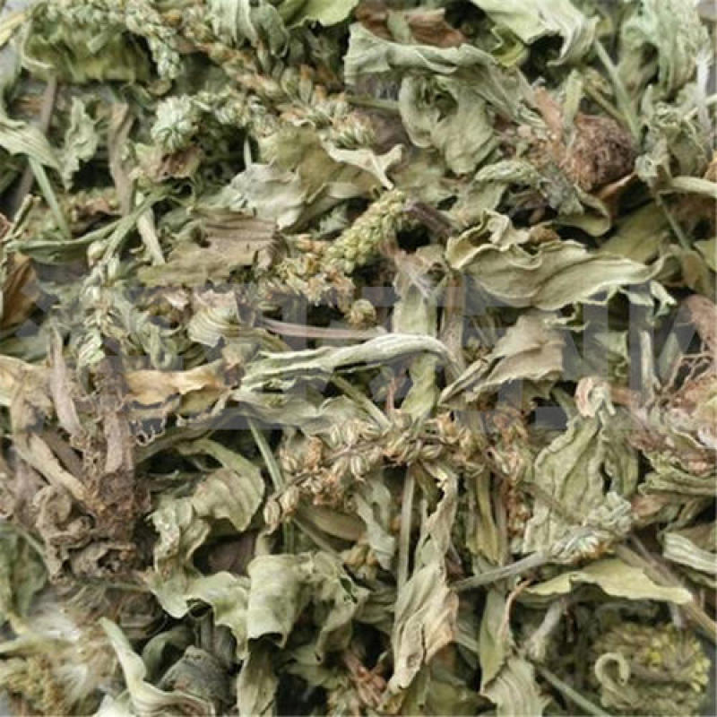 车前草，野生车前草新货切片现货供应中欢迎咨询购买！