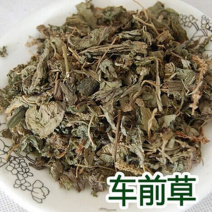 车前草，野生车前草新货切片现货供应中欢迎咨询购买！