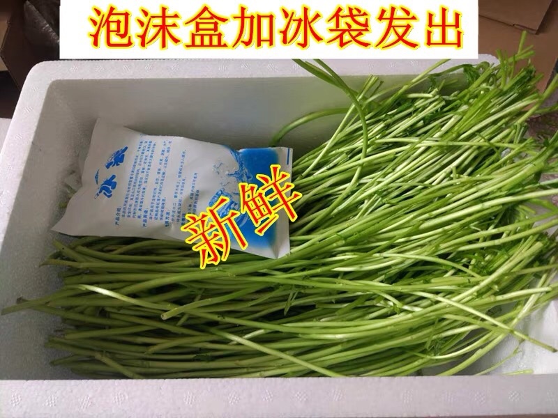 湖北省万亩新鲜泥蒿芦蒿开始提前预订