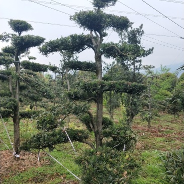 造型罗汉松，栽培于庭院作观赏树，分布于中国多省。
