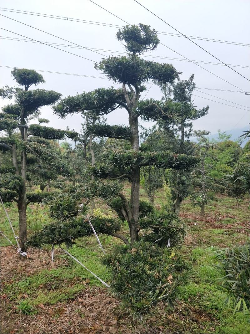 造型罗汉松，栽培于庭院作观赏树，分布于中国多省。