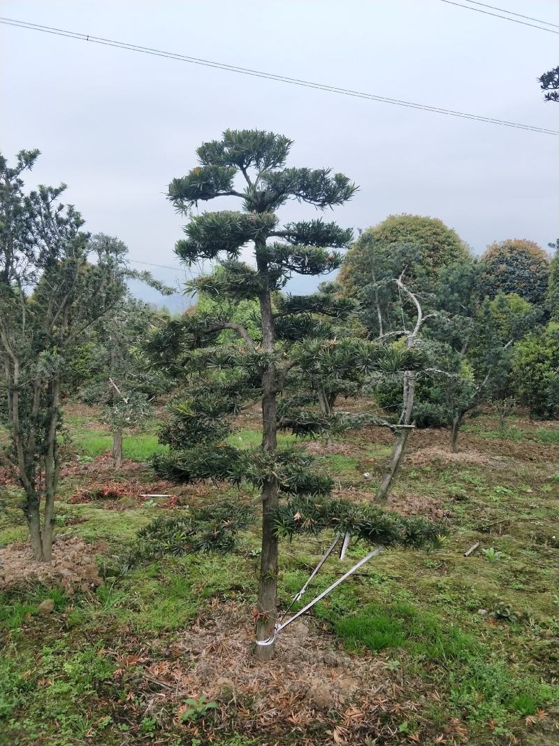 造型罗汉松，栽培于庭院作观赏树，分布于中国多省。