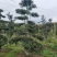 造型罗汉松，栽培于庭院作观赏树，分布于中国多省。
