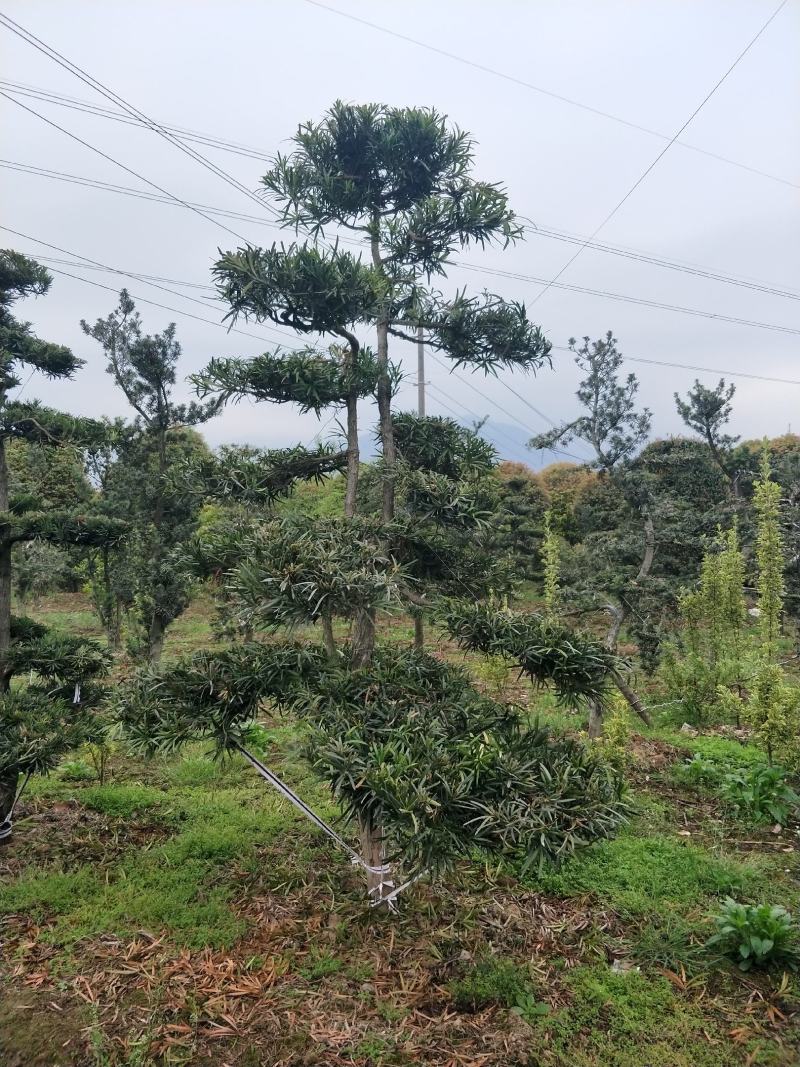 造型罗汉松，栽培于庭院作观赏树，分布于中国多省。