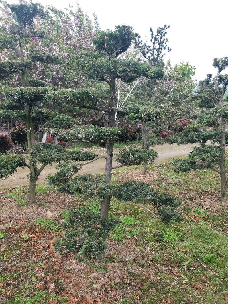 造型罗汉松，栽培于庭院作观赏树，分布于中国多省。