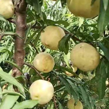 水果迎霜红甜桃次果大量有货