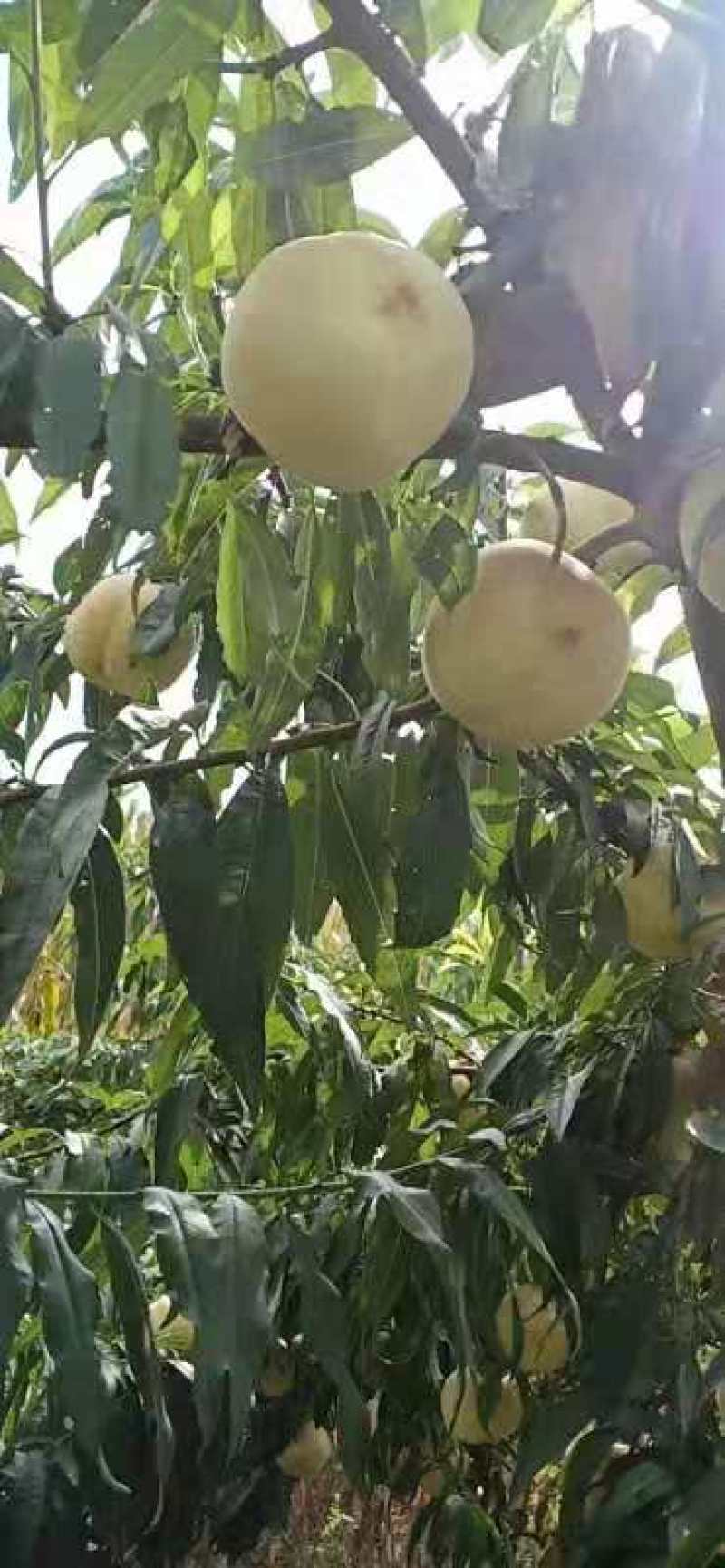 水果迎霜红甜桃次果大量有货