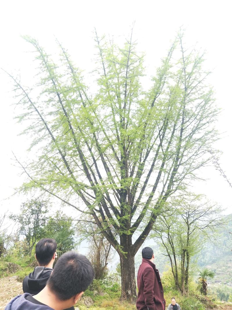 银杏，别名白果，《世界自然保护联盟红色名录》濒危物种。