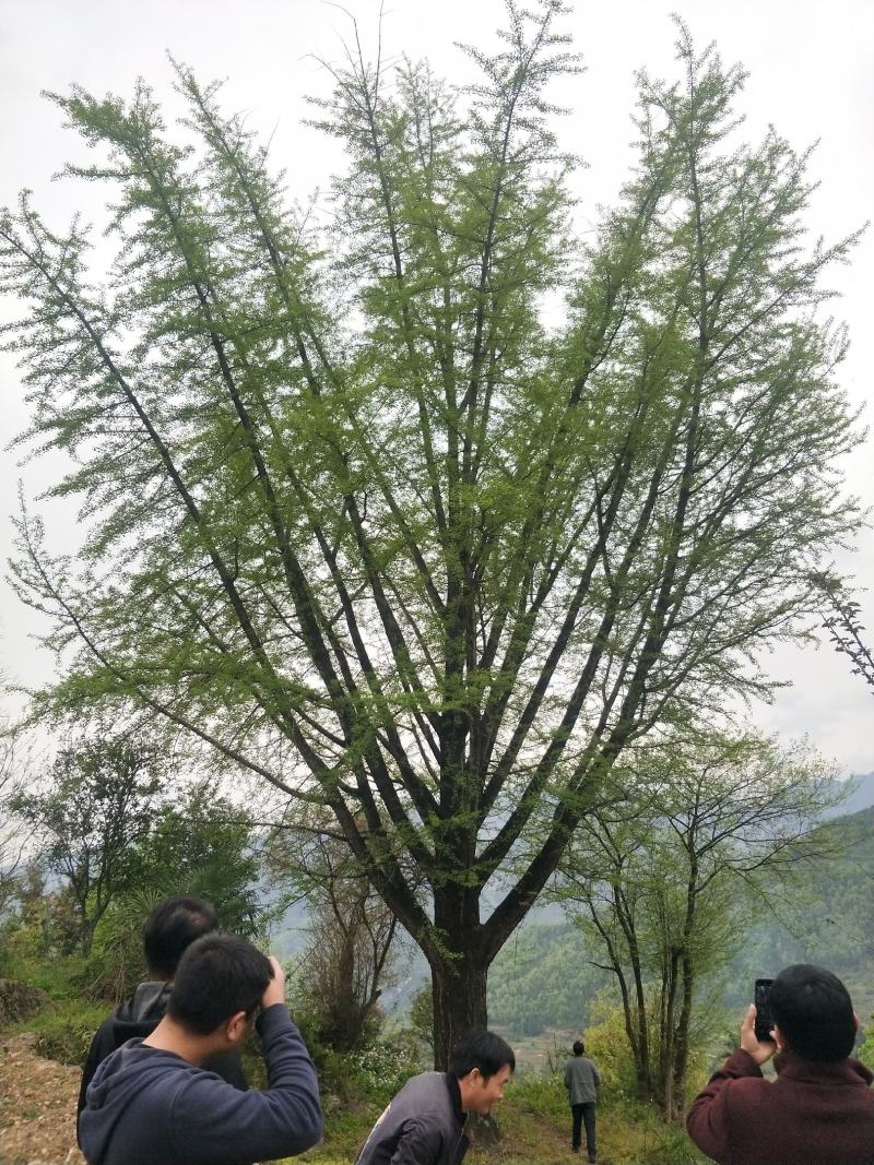 银杏，别名白果，《世界自然保护联盟红色名录》濒危物种。