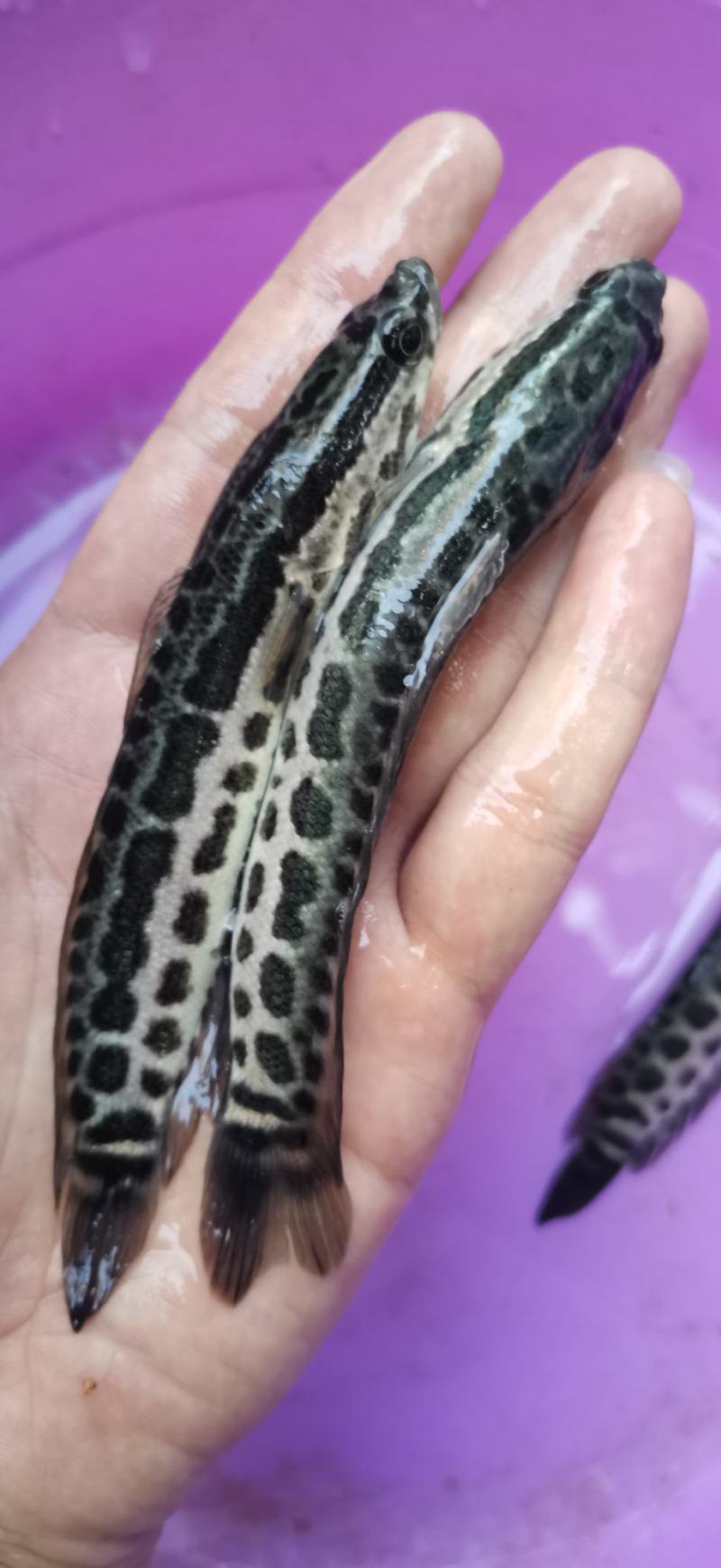 生鱼苗杂交黑鱼苗养殖产量高好养快大技术跟踪指导一手货源。