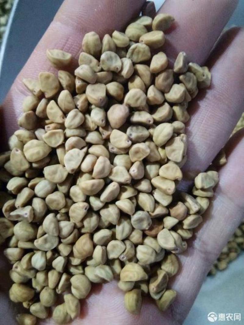 牵牛子，黑白丑野生新货质量保证现货供应欢迎咨询合作！