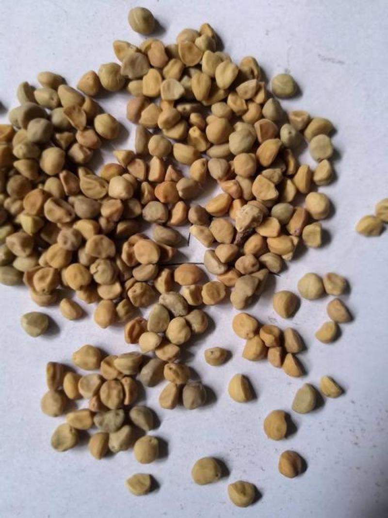 牵牛子，黑白丑野生新货质量保证现货供应欢迎咨询合作！