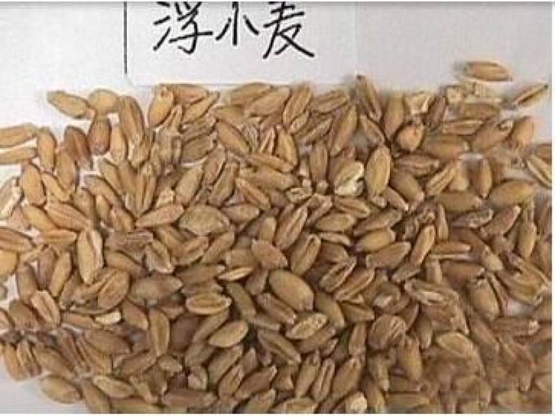 浮小麦，中药材浮小麦质量保证现货供应欢迎咨询合作！
