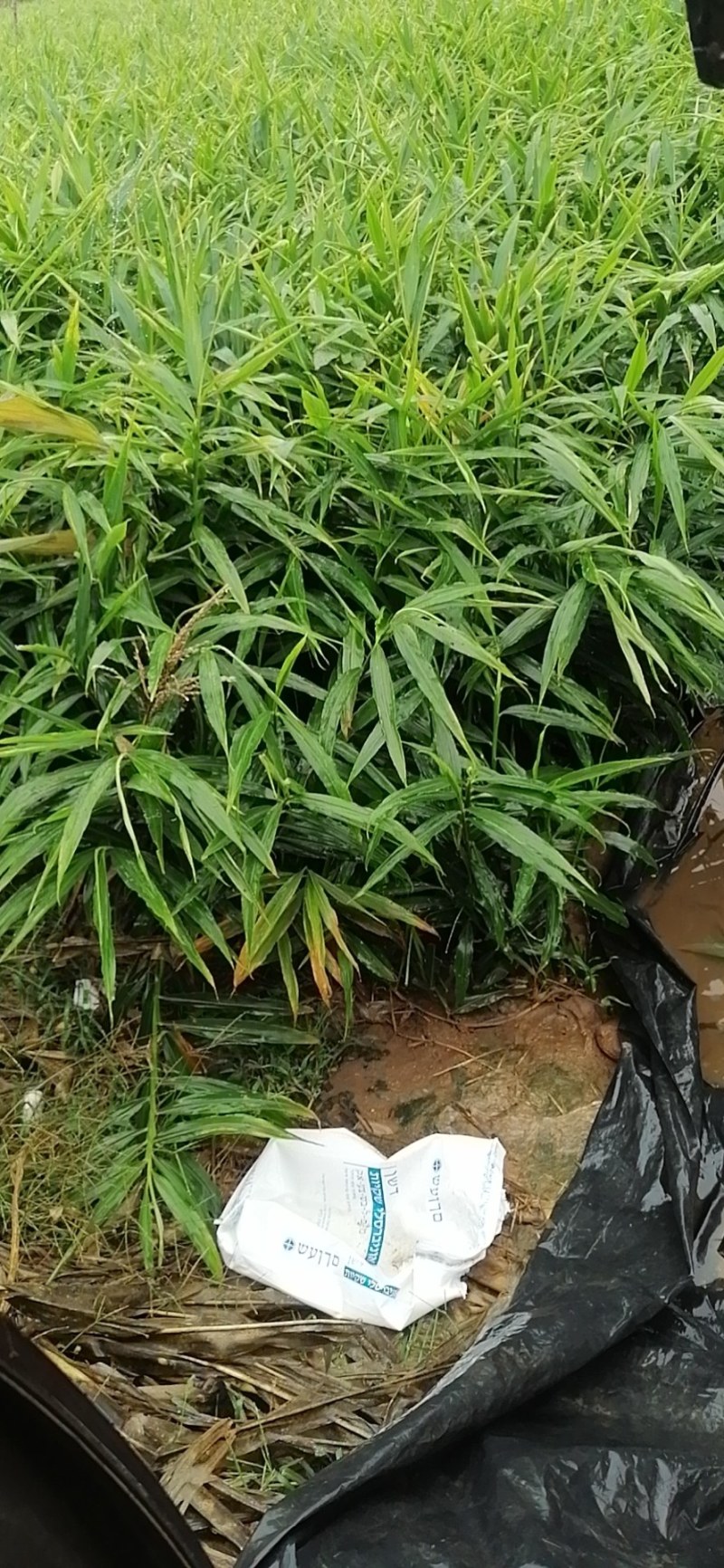 行唐万亩大姜