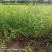 千屈菜，带盆千屈菜，千屈菜小苗，价格优惠