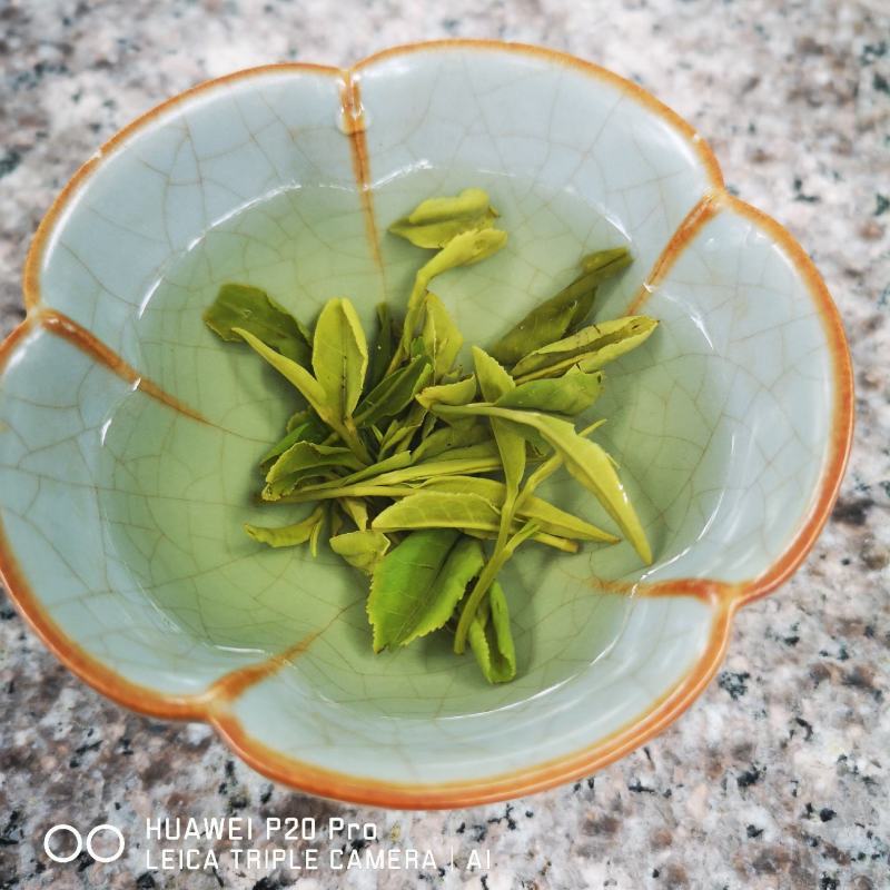 崂山茶