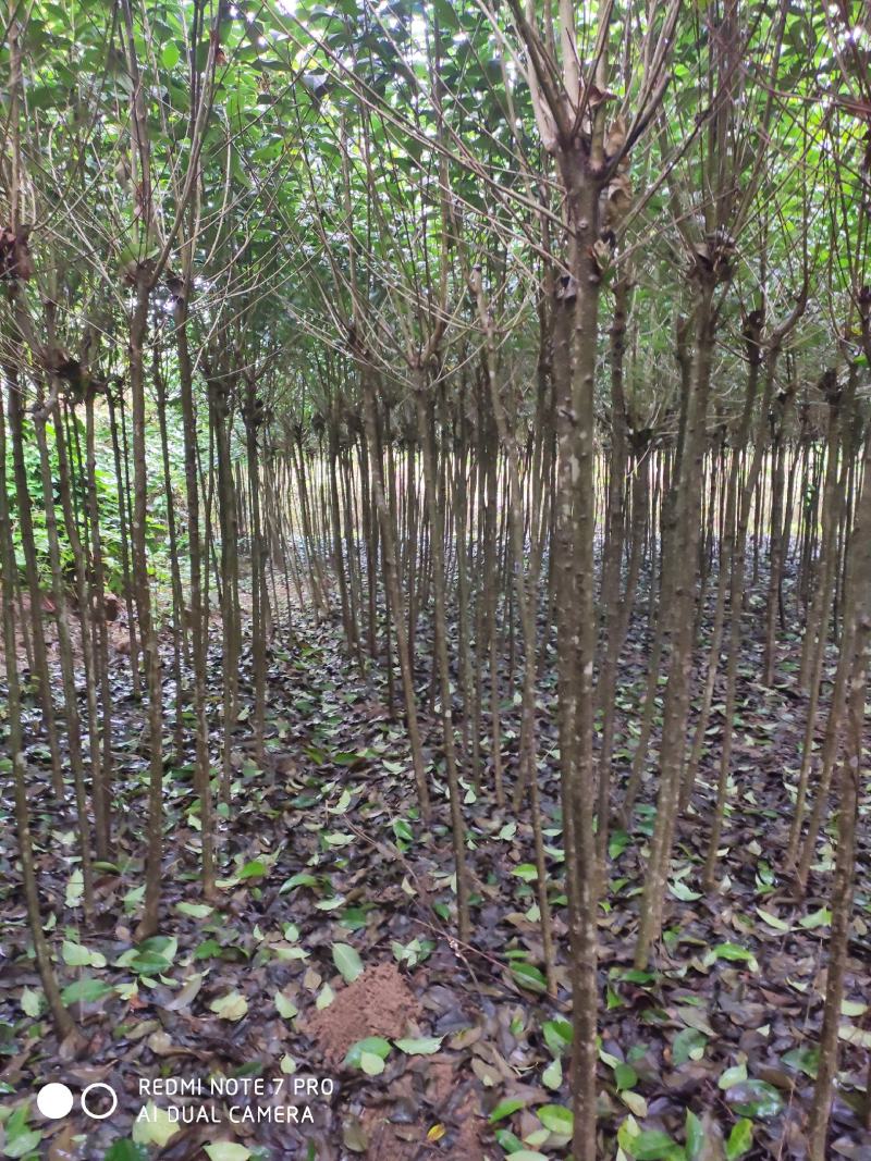 大叶女贞，木樨科女贞属植物，主要分布在长江流域及南方各省