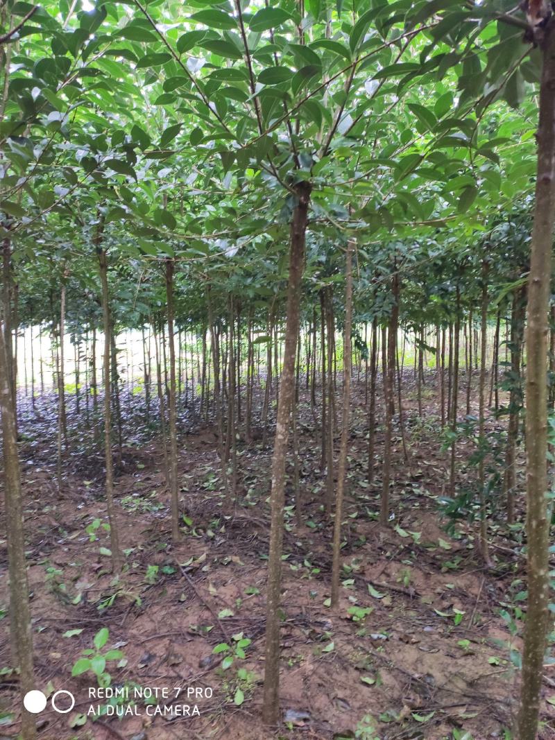 大叶女贞，木樨科女贞属植物，主要分布在长江流域及南方各省