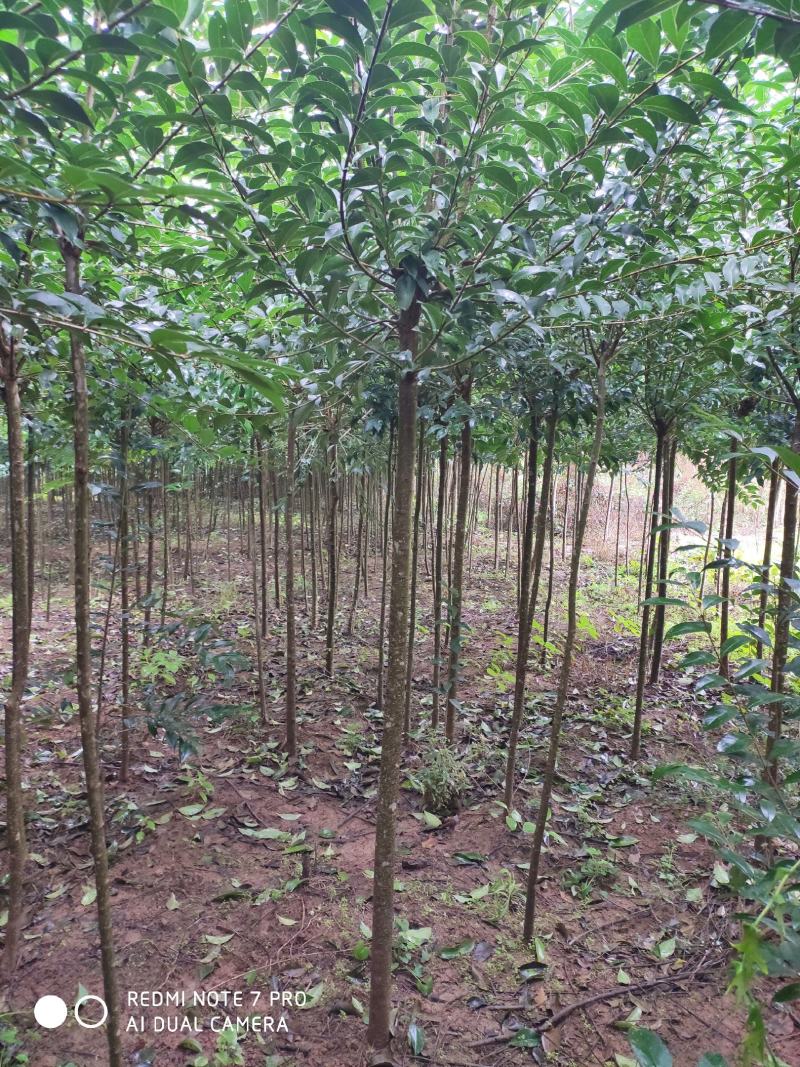 大叶女贞，木樨科女贞属植物，主要分布在长江流域及南方各省
