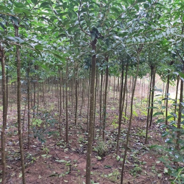 大叶女贞，木樨科女贞属植物，主要分布在长江流域及南方各省