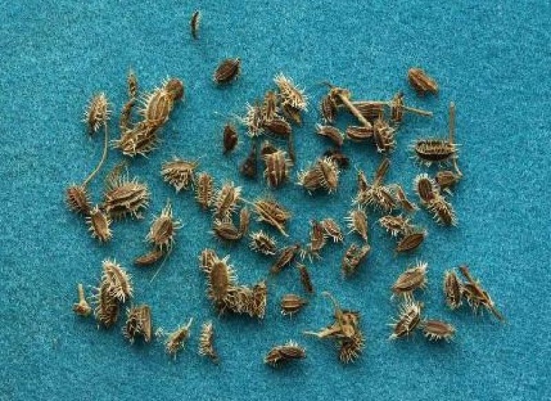 鹤虱，北鹤虱新货质量保证现货供应欢迎咨询合作！