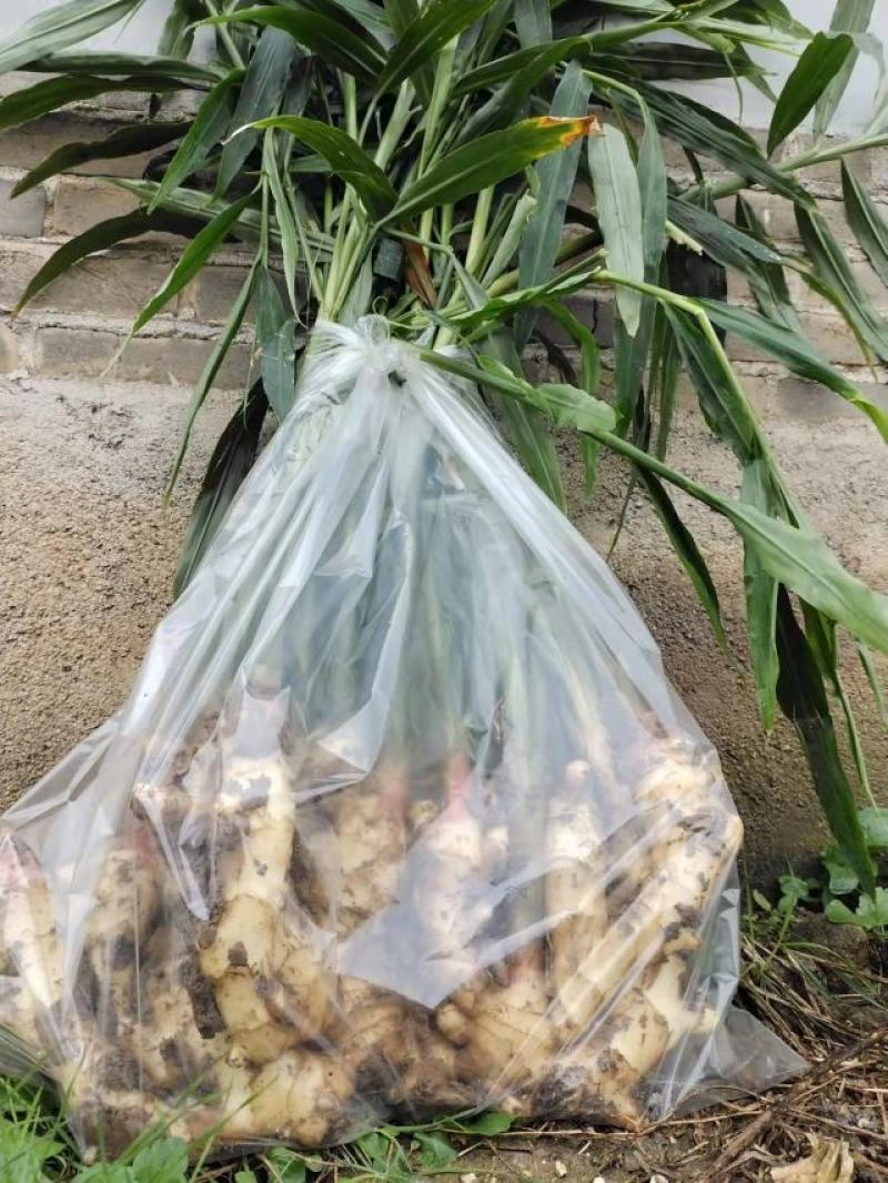 生姜产地直供，货源充足，保证质量，诚信第一