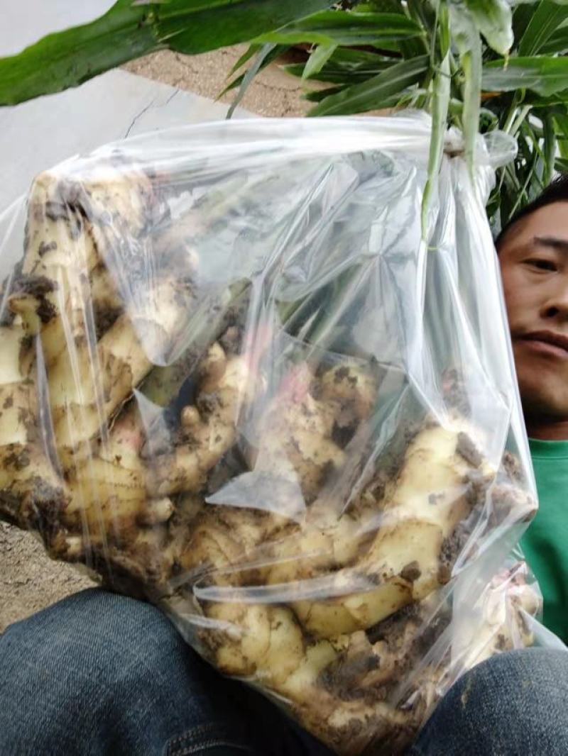 生姜产地直供，货源充足，保证质量，诚信第一