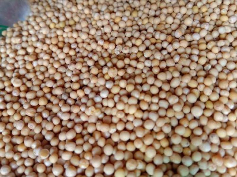 白芥子，芥子质量保证现货供应欢迎咨询合作！