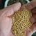 白芥子，芥子质量保证现货供应欢迎咨询合作！