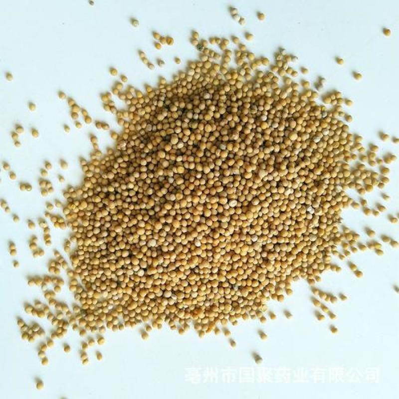 白芥子，芥子质量保证现货供应欢迎咨询合作！