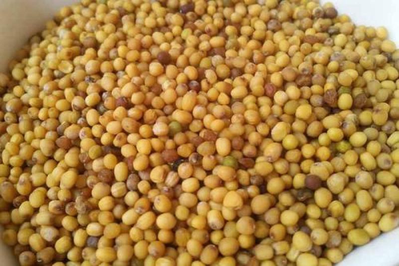 黄芥子，芥子质量保证现货供应欢迎咨询合作！