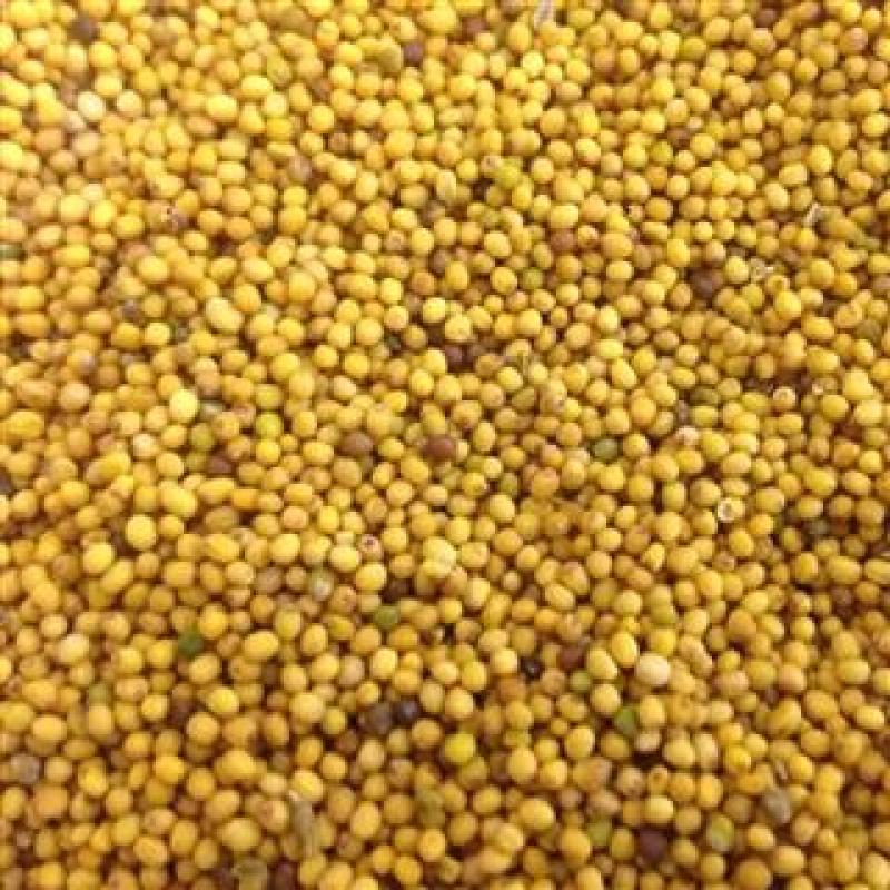 黄芥子，芥子质量保证现货供应欢迎咨询合作！