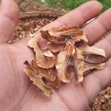 分心木，核桃隔核泡水质量保证现货供应欢迎咨询合作！