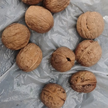 鲜核桃