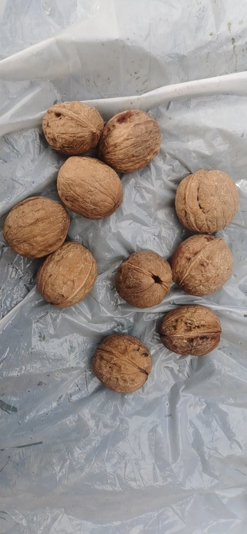 鲜核桃