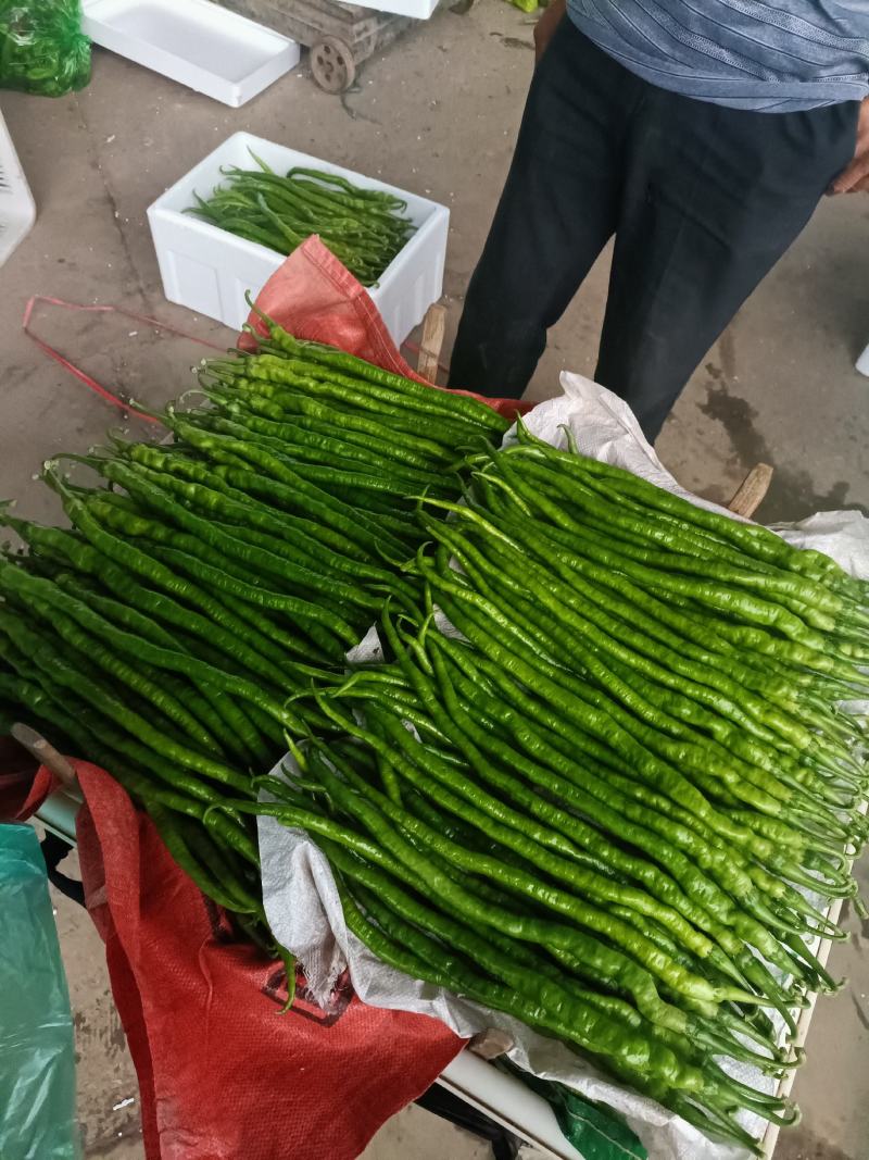 山东兰陵精品线椒，大量供应优质线椒，超市货，食堂货保质保