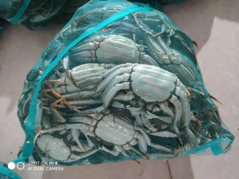清水大闸蟹质量好成活率高